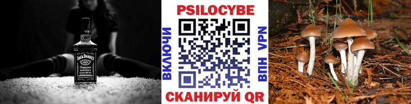где купить   Фокино  Псилоцибиновые грибы Psilocybe 
